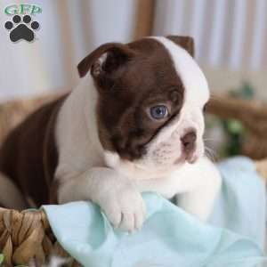 Blossom, Boston Terrier Puppy